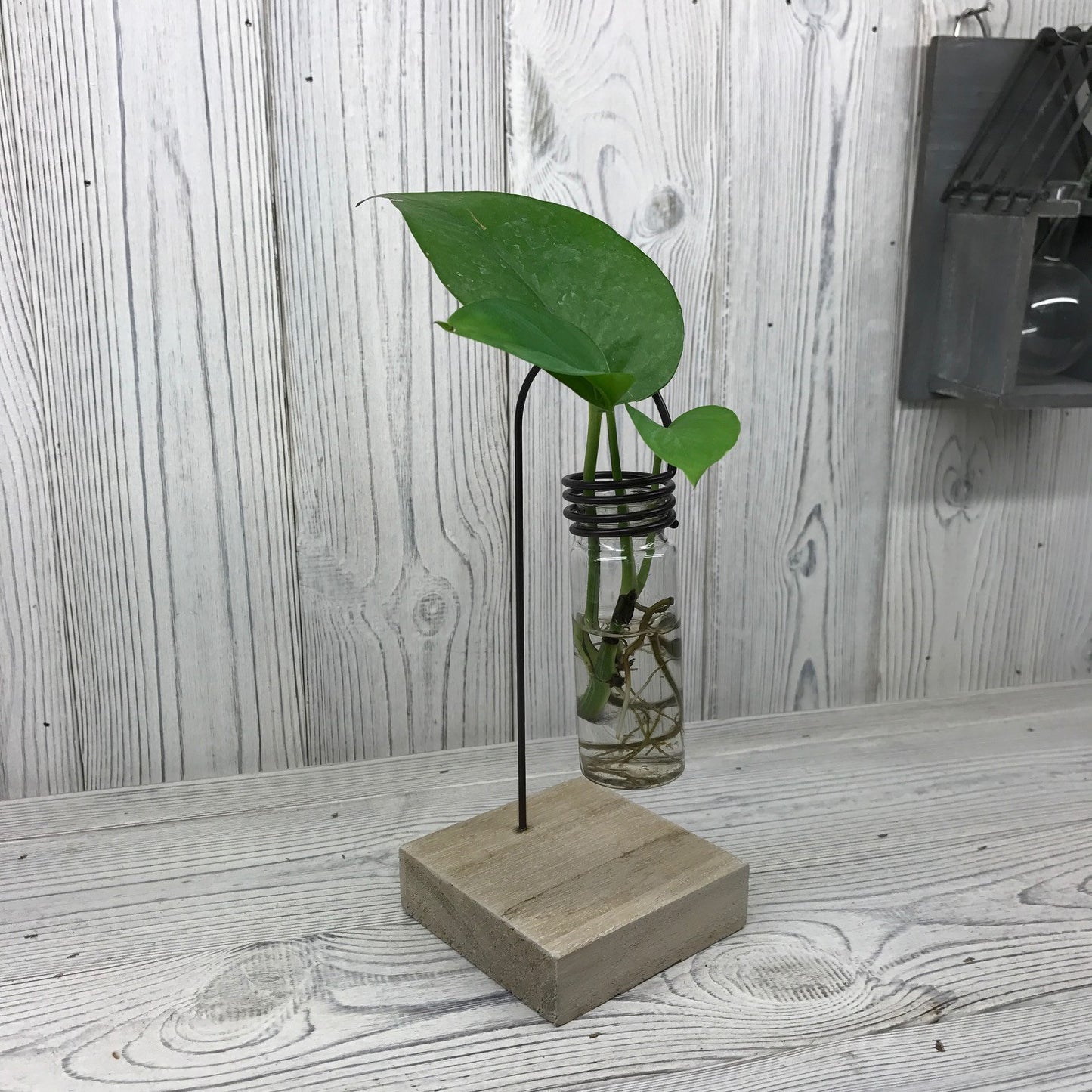 Hydroponic Home Décor - One Lab Pot